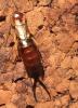 Forficula auricularia